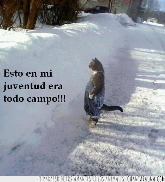 fotomontaje,peto,helada,grajero,campo,gato